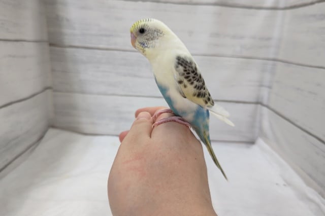 最新画像あり！　羽の黒い模様が特徴的〜🐥　セキセイインコ(クリームハルクイン)