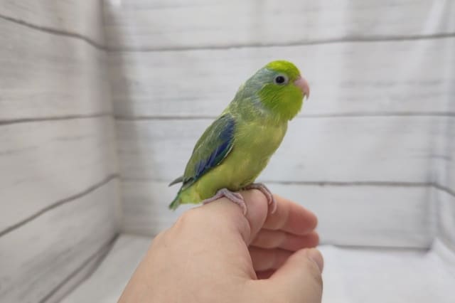 最新画像あり！　ちょこんとグリーン🍀　マメルリハインコ(パイド)