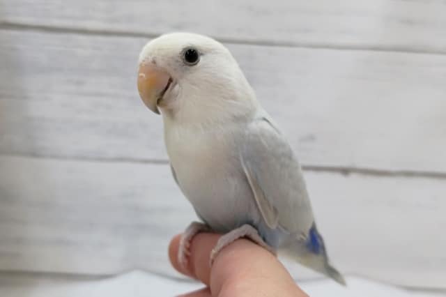 最新画像あり！　素敵なブルーが魅力的〜💙　コザクラインコ(パリッドブルーシナモン)