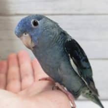 最新画像あり！　圧倒的な青色です〜💙　サザナミインコ(コバルトブルー)