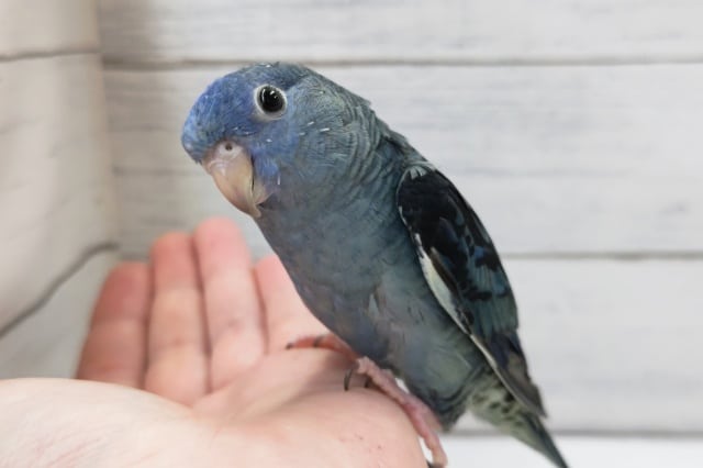 最新画像あり！　圧倒的な青色です〜💙　サザナミインコ(コバルトブルー)