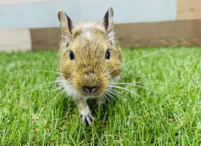 近寄って来てくれます！元気いっぱいのデグー女の子♪