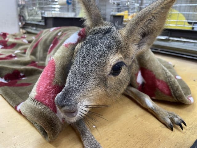 最新動画あります❤甘えん坊のマーラの「マーちゃん」いますよ〜