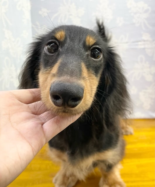 最新画像！大きくなりました💛　ミニチュア・ダックスフンド（ブラックタン）　男の子☆　2022年4月1日生まれ