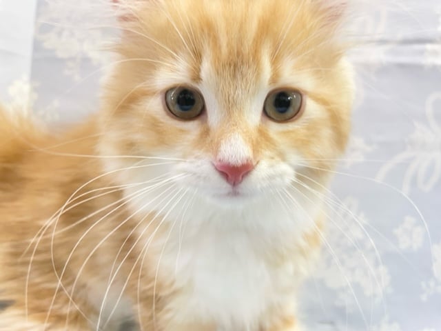 イケメンくん！　スコティッシュフォールド（レッドタビー＆ホワイト）　男の子☆　2022年6月10日生まれ　入舎！