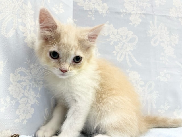 かまってニャン！　スコテッシュフォールド（クリーム＆ホワイト）男の子☆　2022年7月2日生まれ　入舎！