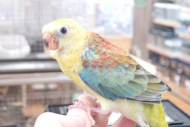 最新画像になります☆　８/20　久しぶりにやってきました☆ ビセイインコ　オパーリンですっ