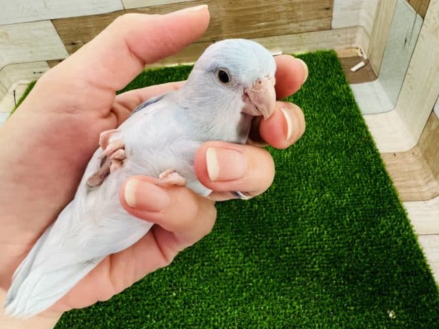 きれーな羽色♡実は甘えん坊マメルリハ(アメリカンホワイト)男の子！