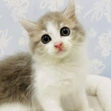 好奇心旺盛天使♥サイベリアンくん！