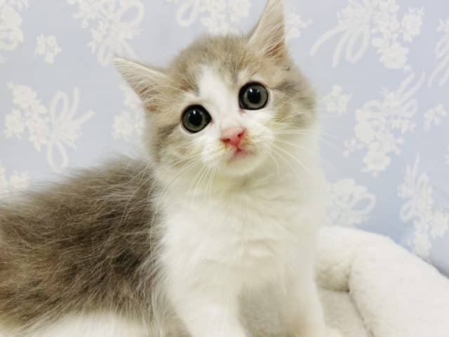 好奇心旺盛天使♥サイベリアンくん！