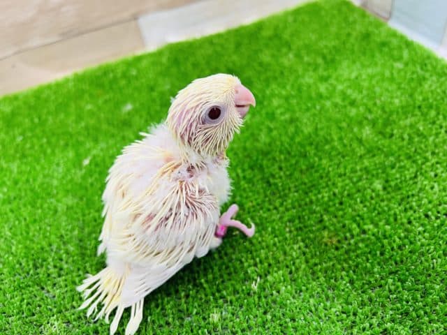 珍‼︎クリームカラーのサザナミインコー！