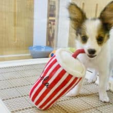 人への大好きが止まらない♡パピヨンくん！