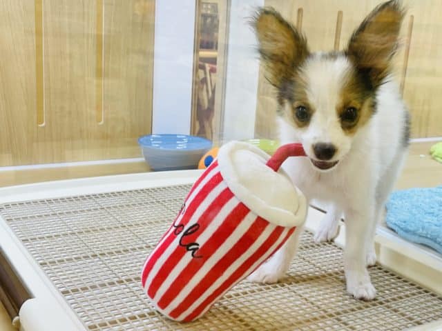 人への大好きが止まらない♡パピヨンくん！