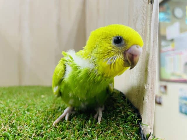 再来‼️ 注目を集めているセキセイさん！！　セキセイインコ　スパングル