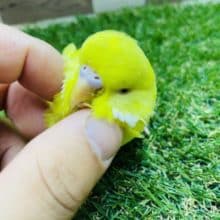 最新画像・動画有り☆ヒナ餌卒業！まん丸お顔に赤目の仔！ジャンボセキセイインコのルチノーカラー！