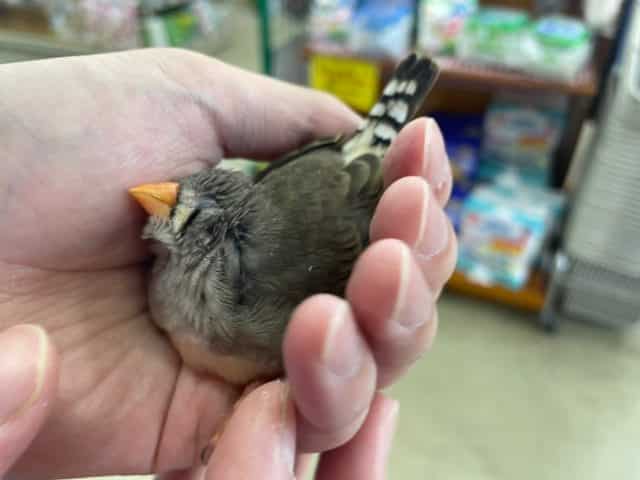 最新画像になります！！可愛いキンカ鳥さんお店にいます♡ キンカ鳥　ノーマル