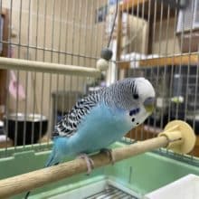 最新画像ありますよ！！ノーマルブルーのジャンボセキセイさん！いますよ〜