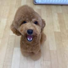 スマイル犬😆トイプードルくん(レッド)
