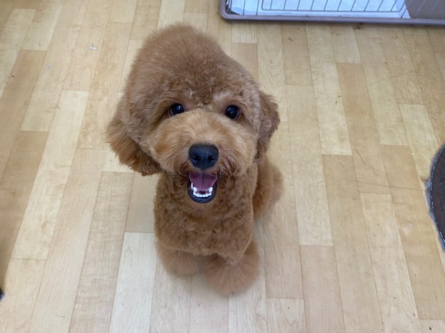 スマイル犬😆トイプードルくん(レッド)