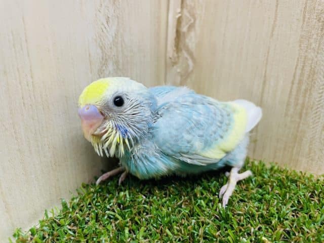 水色好きさん集合ですよ〜💓　セキセイインコ　レインボーパイド
