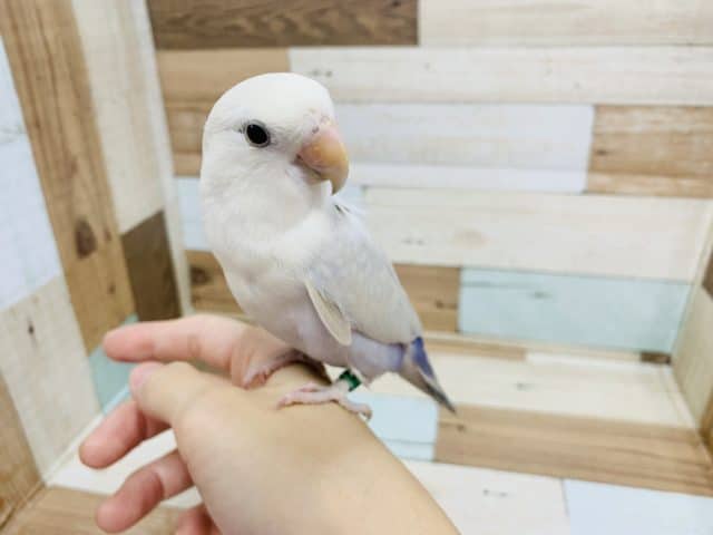 ほんわかカラー♪配色がキレイなコザクラインコ(パリッドバイオレット)さん！