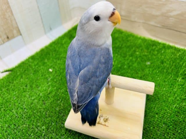 レアカラ―濃い〜ブルーが素敵な小桜インコ【ダークブルーバイオレットパイド】