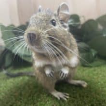 最新画像になりますよ！おやつの持ち方は二刀流！？  デグー ノーマル