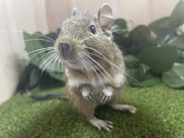 最新画像になりますよ！おやつの持ち方は二刀流！？ デグー ノーマル