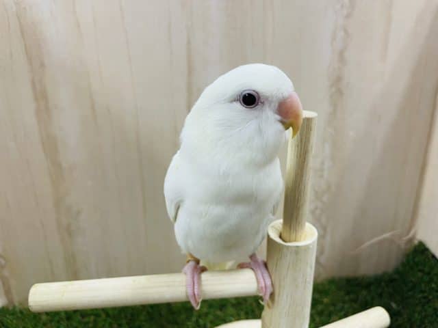 ビックリ‼️レアカラー👑✨✨③ コザクラインコ　ブルーイノ　