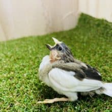 注目です！お見逃しなく〜！！　十姉妹　ノーマル