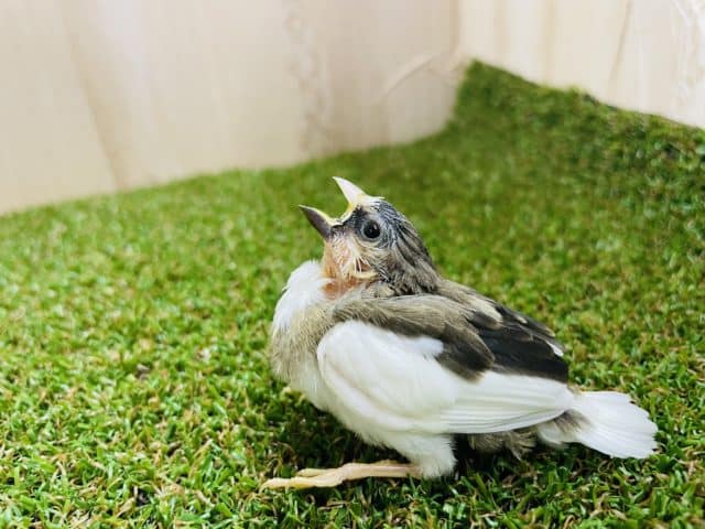 注目です！お見逃しなく〜！！　十姉妹　ノーマル