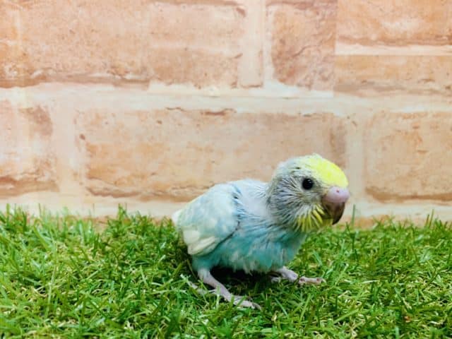 大人気！！　セキセイインコ　パステルレインボー入舎です！①　Ｒ４ ８/２３撮影