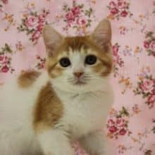 これは「タマ」と呼ばれそう！？かわゆいスコティッシュフォールド入舎！