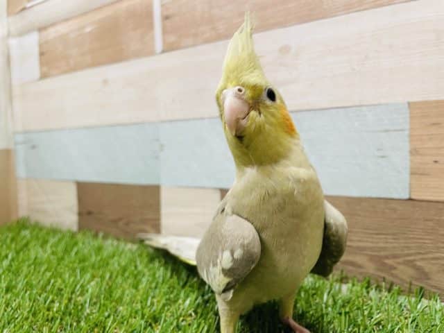 ちょっぴりひかえめさんです！オカメインコのシナモンカラー！