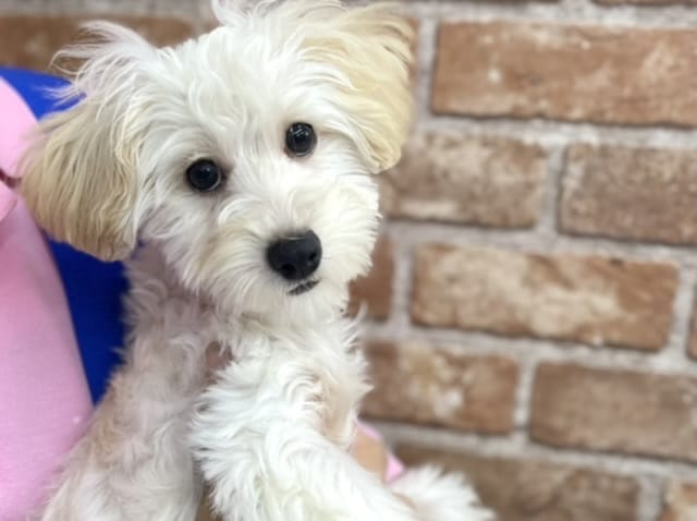 MIX犬（父マルチーズ×母トイプー）2022年4月25日生まれ　男の子