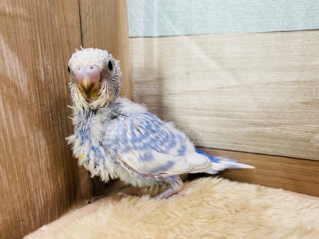 ブルーが爽やかですね〜セキセイインコスパングル☆