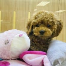 好きが止まりません♥トイプードルくん！