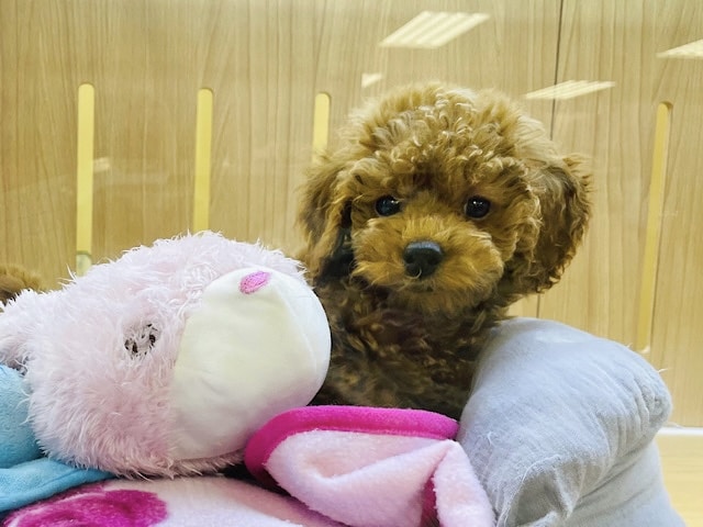 好きが止まりません♥トイプードルくん！