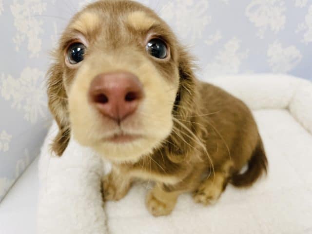 かまってよ鳴きが止まらない♪ダックスくん！