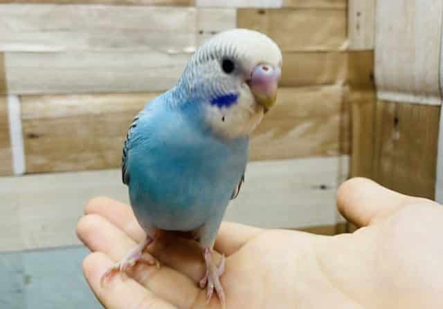 最新画像アリ！恥ずかしがり屋なところが可愛らしい♡セキセイインコのオパーリンカラー！