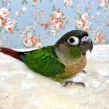 ウロコインコ  ノーマルちゃんです！🐤