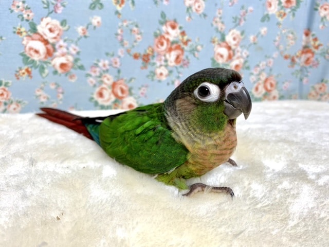 ウロコインコ ノーマルちゃんです！🐤