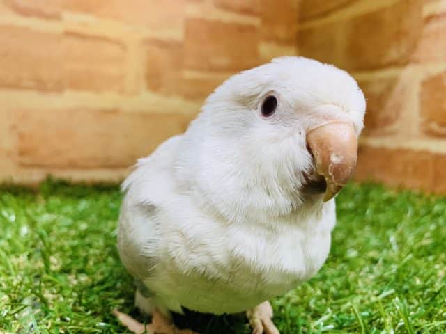 【期間限定】綺麗な色合い♪オキナインコ　ブルーシナモン緊急入舎です！！　R４　　８／１３撮影