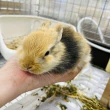フォルムの可愛さ100点満点♡ミニウサギ(トーティ)女の子