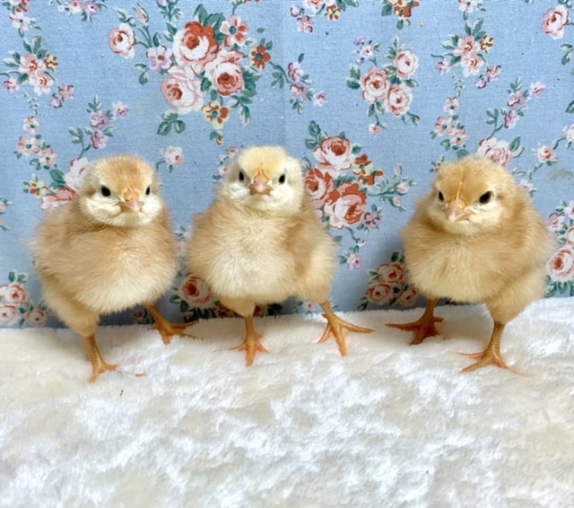 ボリスブラウン 人気のニワトリヒヨコちゃんたち入舎しました🌟   8/13