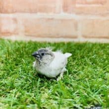 レアカラー！　キンカチョウ　シルバー入舎です！　Ｒ４　８／４撮影