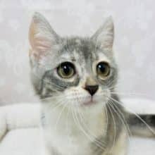 実は……とても甘えん坊なんです♥アメリカンカールちゃん！