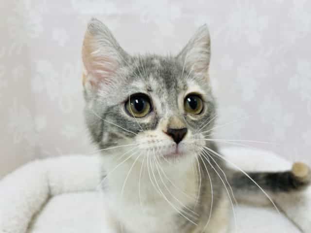 実は……とても甘えん坊なんです♥アメリカンカールちゃん！