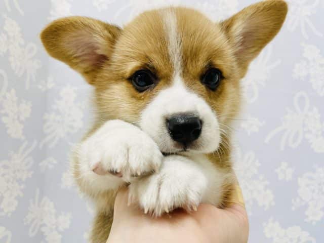 クリクリおめめに惹き込まれる♥コーギーくん！