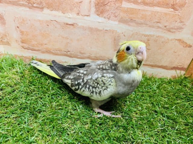 【最新画像☆】ウブウブなオカメちゃんがやってきた！？　オカメインコ　パール　R４　８／２４撮影
